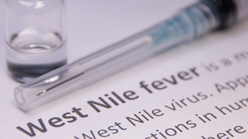 Nhiễm virus Tây Sông Nile: Triệu chứng, phương pháp điều trị và phòng ngừa 1
