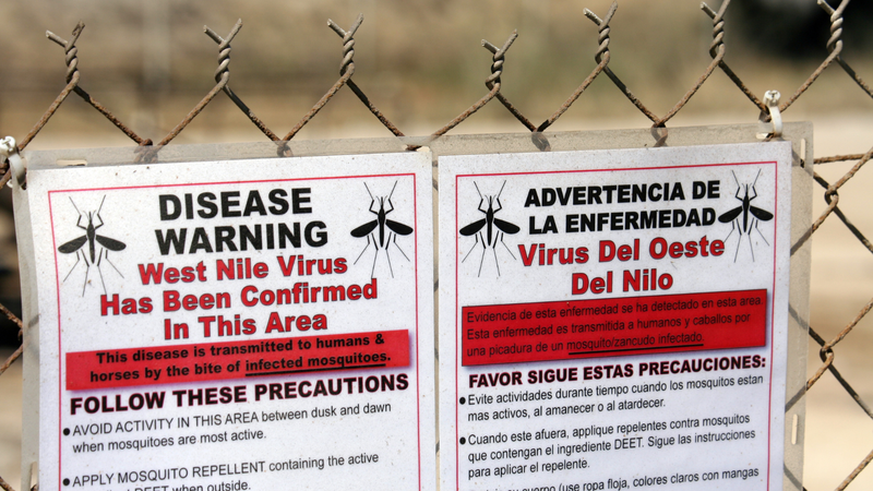 Nhiễm virus Tây Sông Nile: Triệu chứng, phương pháp điều trị và phòng ngừa 2