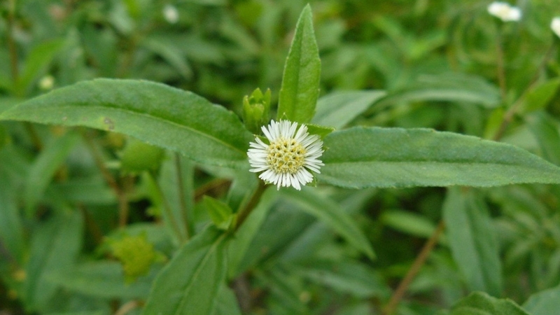 Nhọ nồi có tác dụng gì? Bài thuốc từ cây nhọ nồi 2