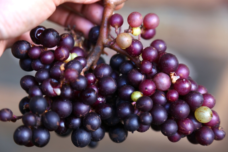Nho rừng: 7 lợi ích không ngờ cho cơ thể khỏe mạnh 1