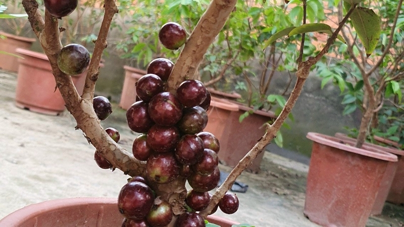 Nho thân gỗ: Giá trị dinh dưỡng và lợi ích đối với sức khỏe 1