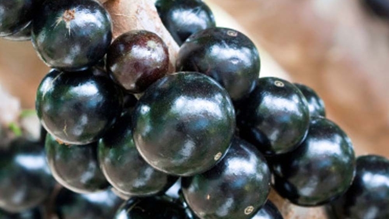 Nho thân gỗ: Giá trị dinh dưỡng và lợi ích đối với sức khỏe 4