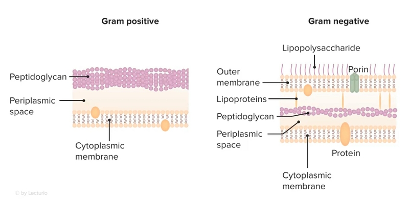 Nhóm kháng sinh peptid 04