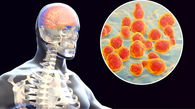 Nhóm vi khuẩn gây viêm màng não mô cầu2