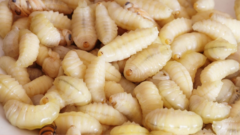 Nhộng ong chứa protein và nhiều axit amin cần thiết cho cơ thể