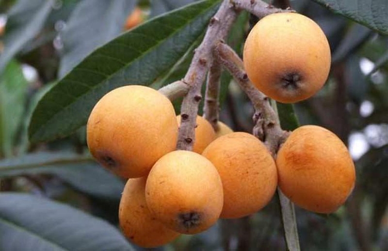 12-loai-thuc-pham-cuu-tinh-cua-phoi-nen-an-trong-mua-dich-covid-19