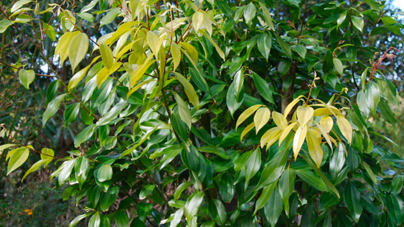 Nhục quế: Một bộ phận của cây quế được sử dụng rộng rãi trong chế biến thực phẩm và làm thuốc 1