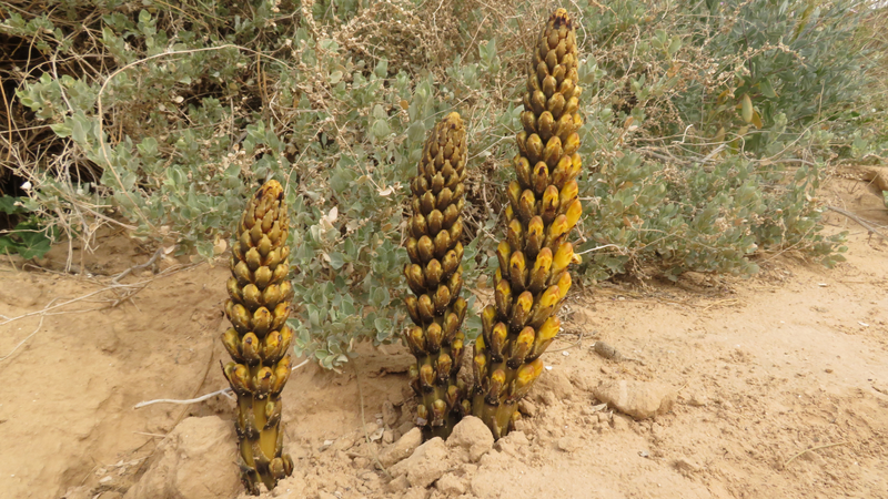 Cây nhục thung dung trong môi trường tự nhiên