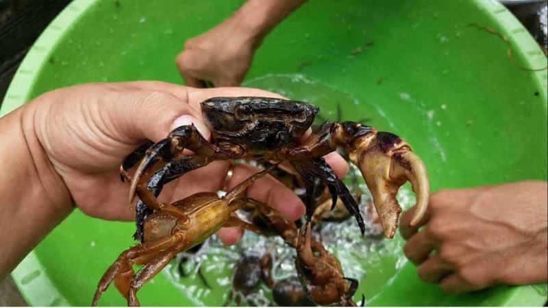 Những ai không được ăn cua đồng vì ảnh huởng đến sức khoẻ-2