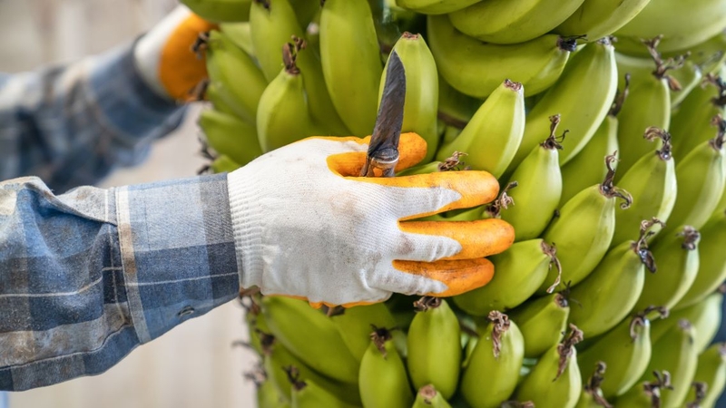 Giải đáp thắc mắc: Những ai không nên ăn chuối xanh 2