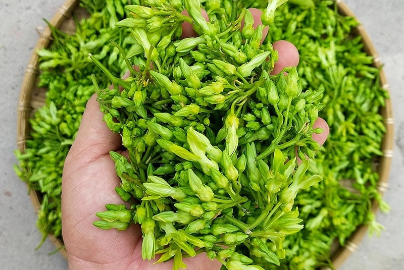 Hoa thiên lý có tác dụng gì? Những ai không nên ăn hoa thiên lý 4