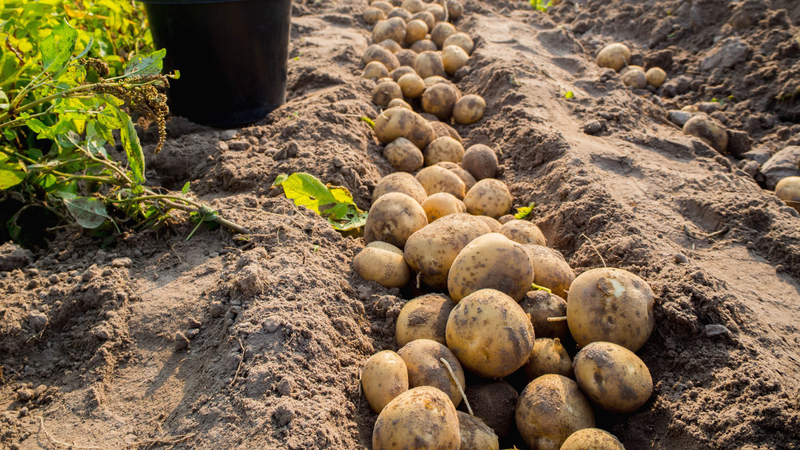 Những ai không nên ăn khoai tây? Cách ăn khoai tây tốt cho sức khỏe 1