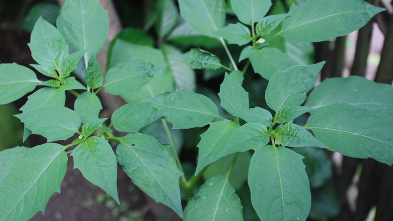 Ai không nên ăn rau tầm bóp? Phụ nữ mang thai và cho con bú nên cẩn trọng