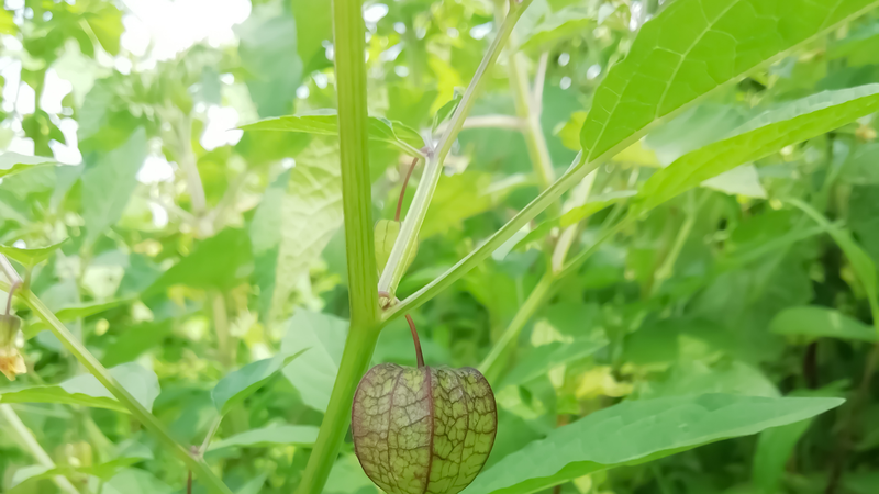 Cần hạn chế sử dụng rau tầm bóp mọc dại để tránh nhầm lẫn với loài có độc