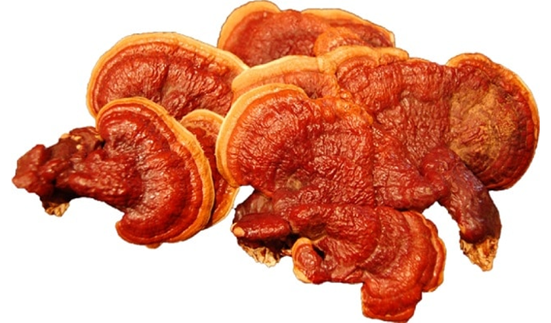 Nấm lim xanh là dược liệu có giá trị chữa bệnh tuyệt vời