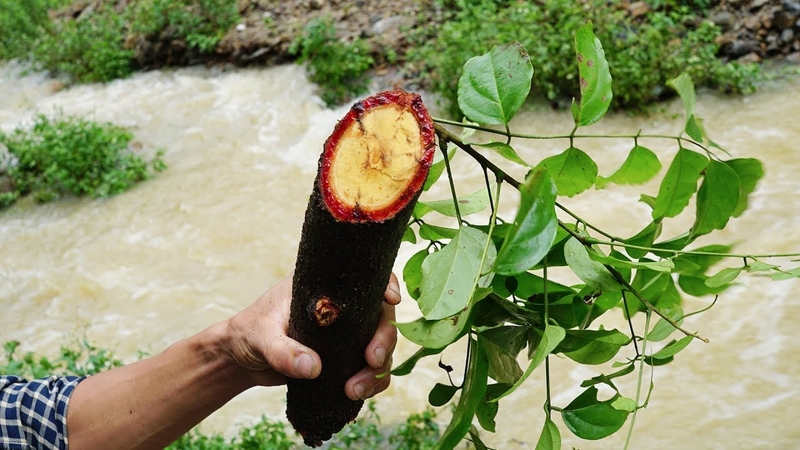 Những ai không nên uống cỏ máu? Tác dụng của cây cỏ máu 4