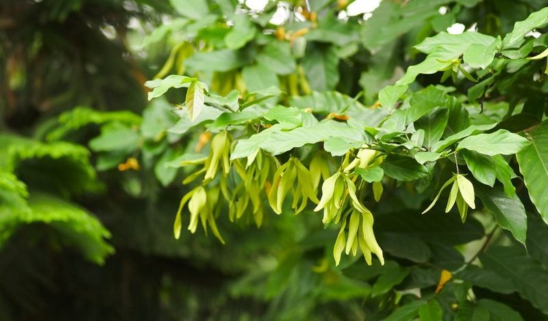 Những bài thuốc chữa bệnh từ cây hoa dẻ 1