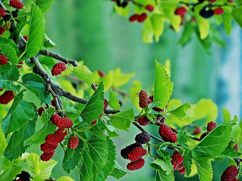 Những bài thuốc Đông y trị ra mồ hôi nhiều 4