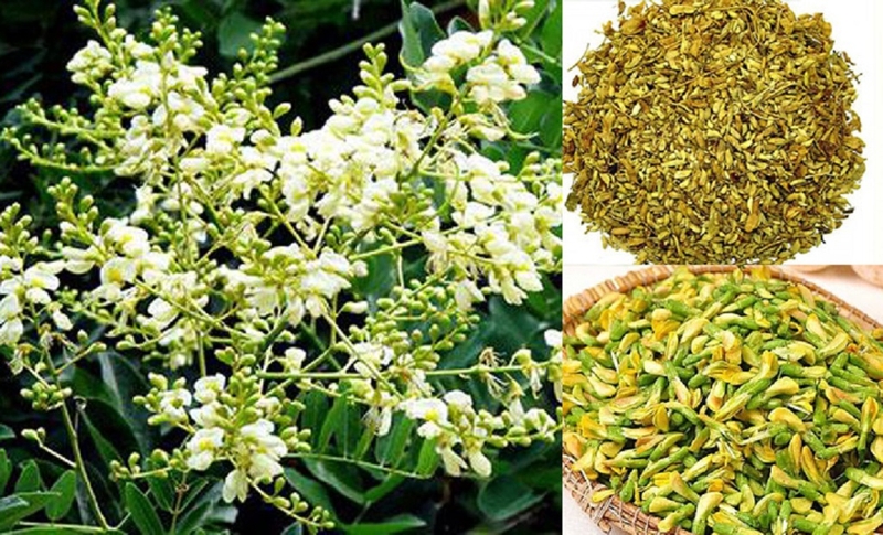 Những bài thuốc nam chữa tắc tĩnh mạch chi dưới hiệu quả mà bạn cần biết 2