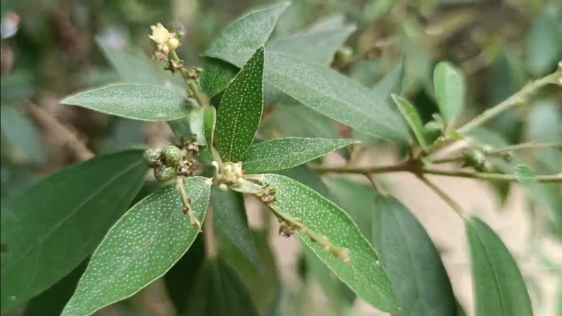 Những bài thuốc nam trị bệnh vảy nến hiệu quả 3