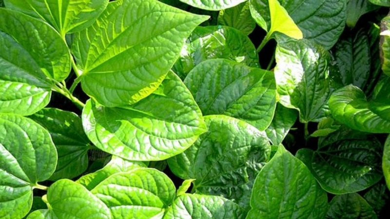 Những bài thuốc trị gai cột sống dứt điểm không tái phát đơn giản có thể thực hiện tại nhà 3