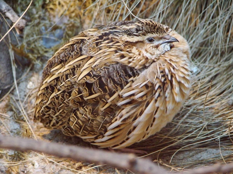 Những bài thuốc trị thiếu máu bằng món ăn dễ thực hiện