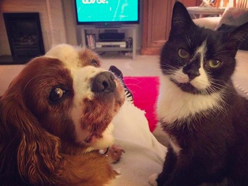 Những bệnh từ chó, mèo lây sang người 2