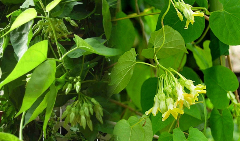 Cây thiên lý còn được sử dụng như một bài thuốc để điều trị bệnh trĩ và làm sạch dạ con