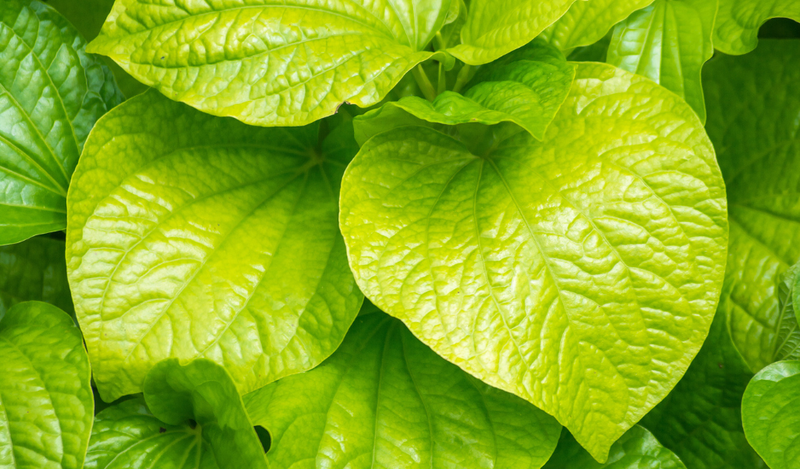 Thành phần trong lá lốt có hợp chất giảm hôi miệng