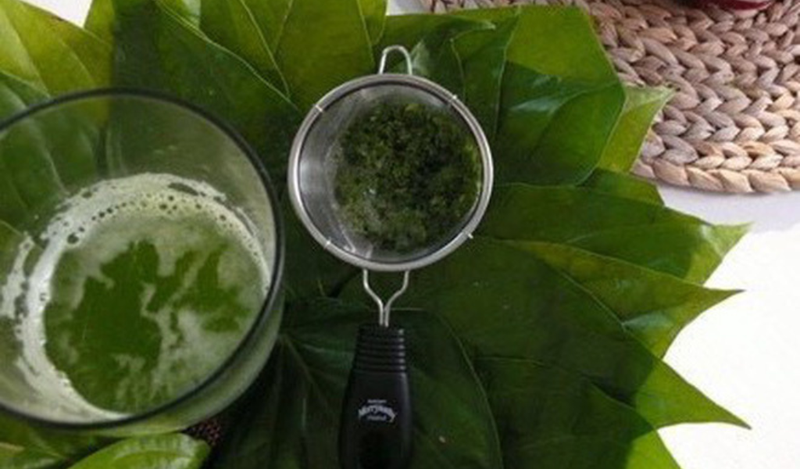 Cách chữa hôi miệng bằng nước lá lốt