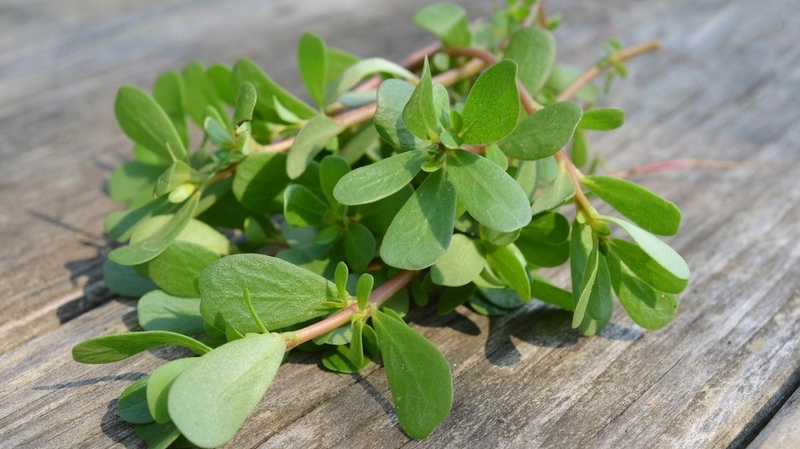 Cách chữa kiết lỵ nhanh nhất mà bạn nên biết 2