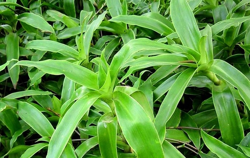 Mách bạn những cây thuốc chữa bệnh viêm xoang 1