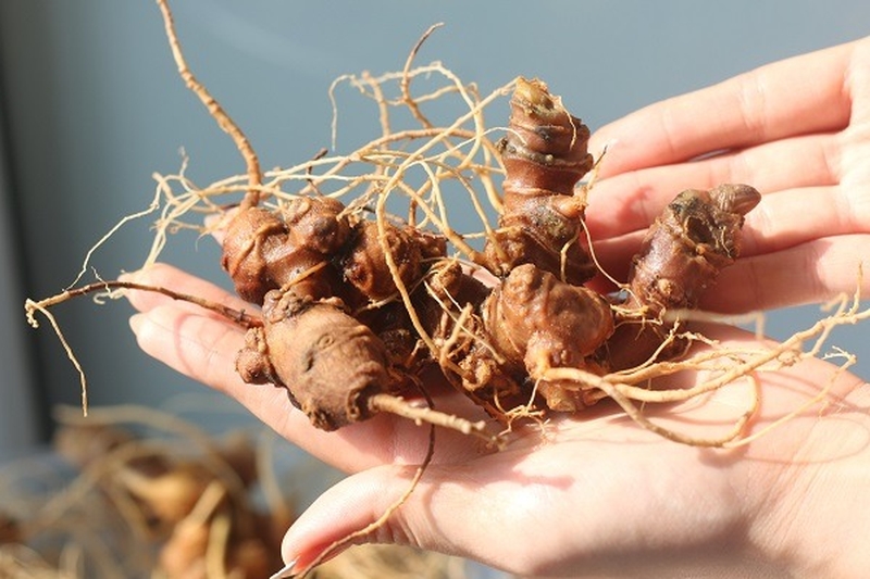 Những cây thuốc nam chữa đau dây thần kinh liên sườn 3