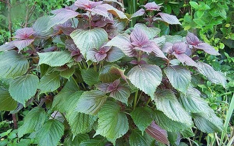 Những cây thuốc nam chữa viêm da cơ địa dễ kiếm tại nhà2