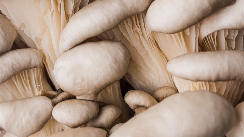 Những công dụng bất ngờ của nấm notaky cho sức khỏe hằng ngày 3