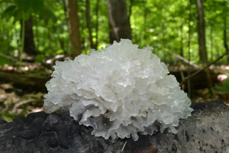 Những công dụng bất ngờ từ nấm tuyết, một vị thuốc quý ít người biết 1