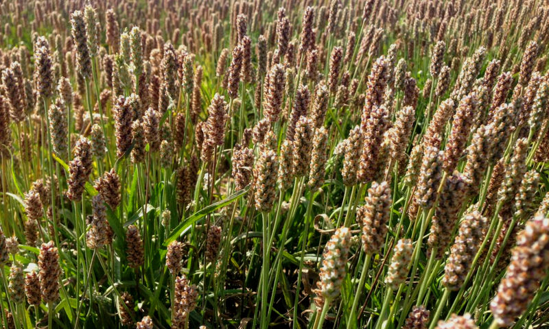 Những công dụng không ngờ đến của vỏ hạt mã đề 1