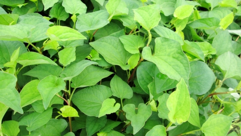 Những dấu hiệu bệnh đau mắt hột dễ nhận biết nhất 3