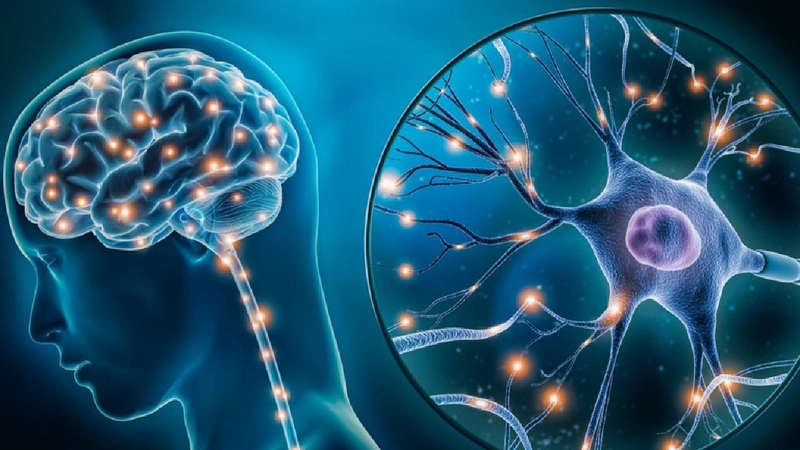 Những điều bạn cần biết về phản xạ không điều kiện và phản xạ có điều kiện 4