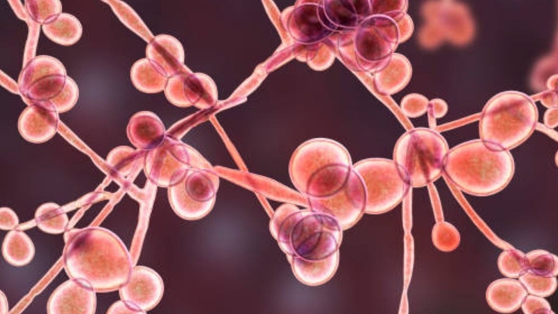 Đặc điểm nấm gây bệnh trên người