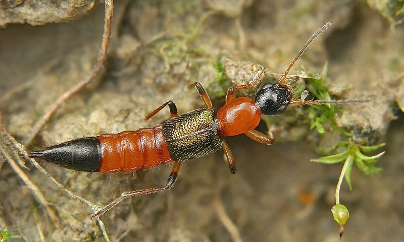 Những điều cần biết về kiến ba khoang và độc tính kiến ba khoang 2
