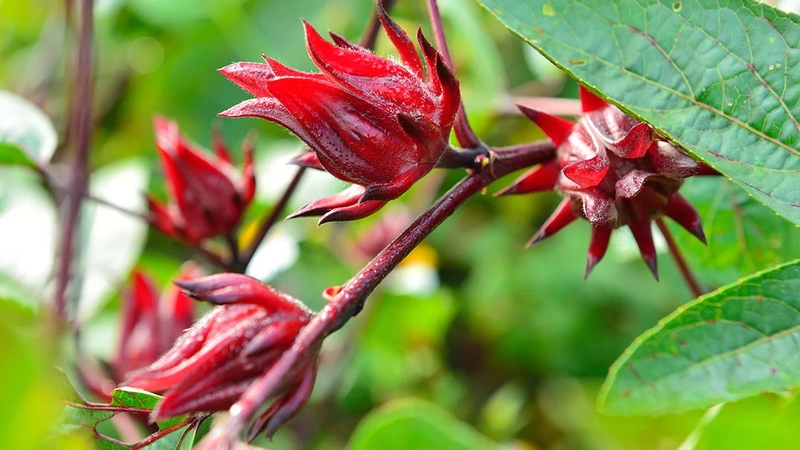 Những điều cần biết về trà Hibiscus cho sức khỏe