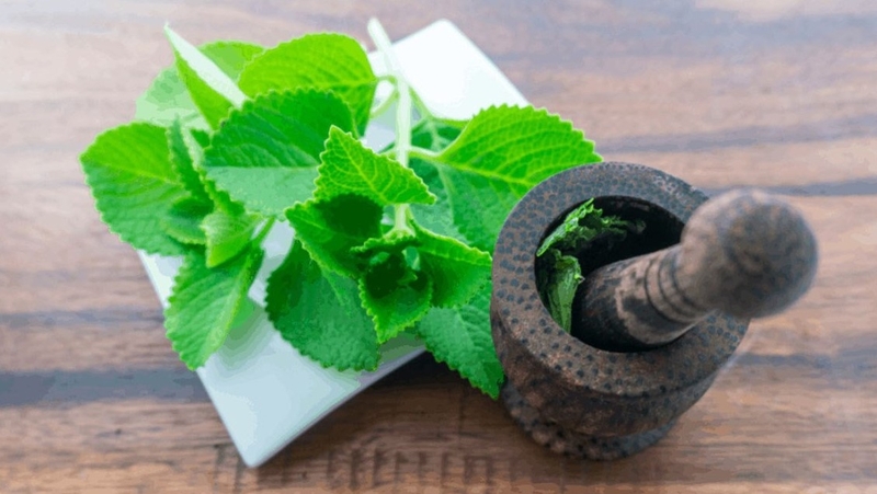 Cách chữa viêm mũi dị ứng bằng lá cây đơn giản