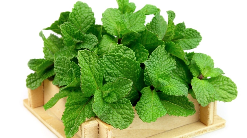 Cách chữa viêm mũi dị ứng bằng lá cây bạc hà