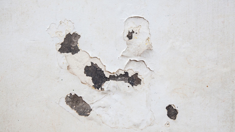 Khi phát hiện, cần lau sạch và làm khô ngay