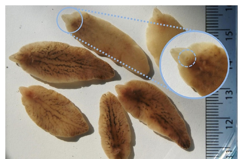 Những điều quan trọng bạn cần phải biết về dinh dưỡng sán lá gan 2