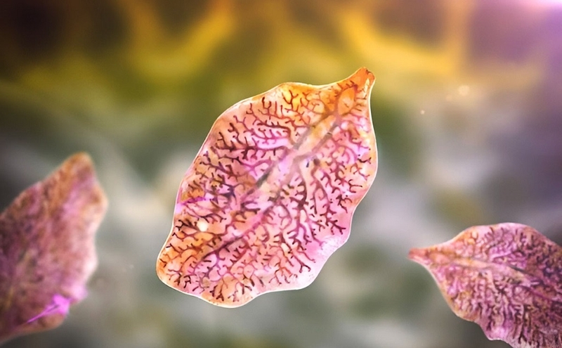 Những điều quan trọng bạn cần phải biết về dinh dưỡng sán lá gan 4