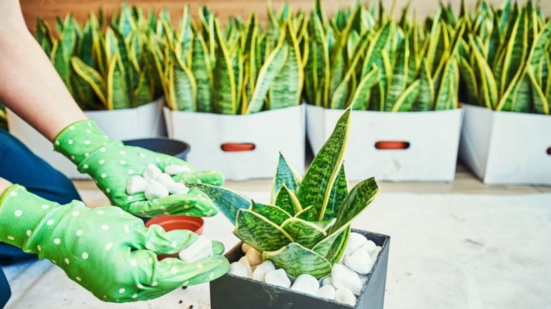 Top những loại cây trồng trong nhà tốt cho sức khỏe 1