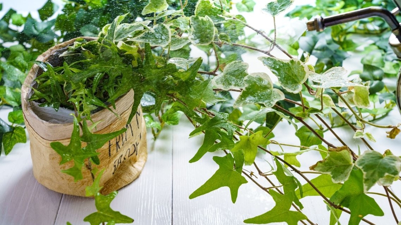 Top những loại cây trồng trong nhà tốt cho sức khỏe 4