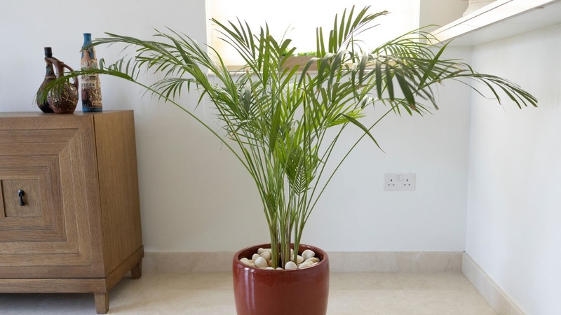 Top những loại cây trồng trong nhà tốt cho sức khỏe 9